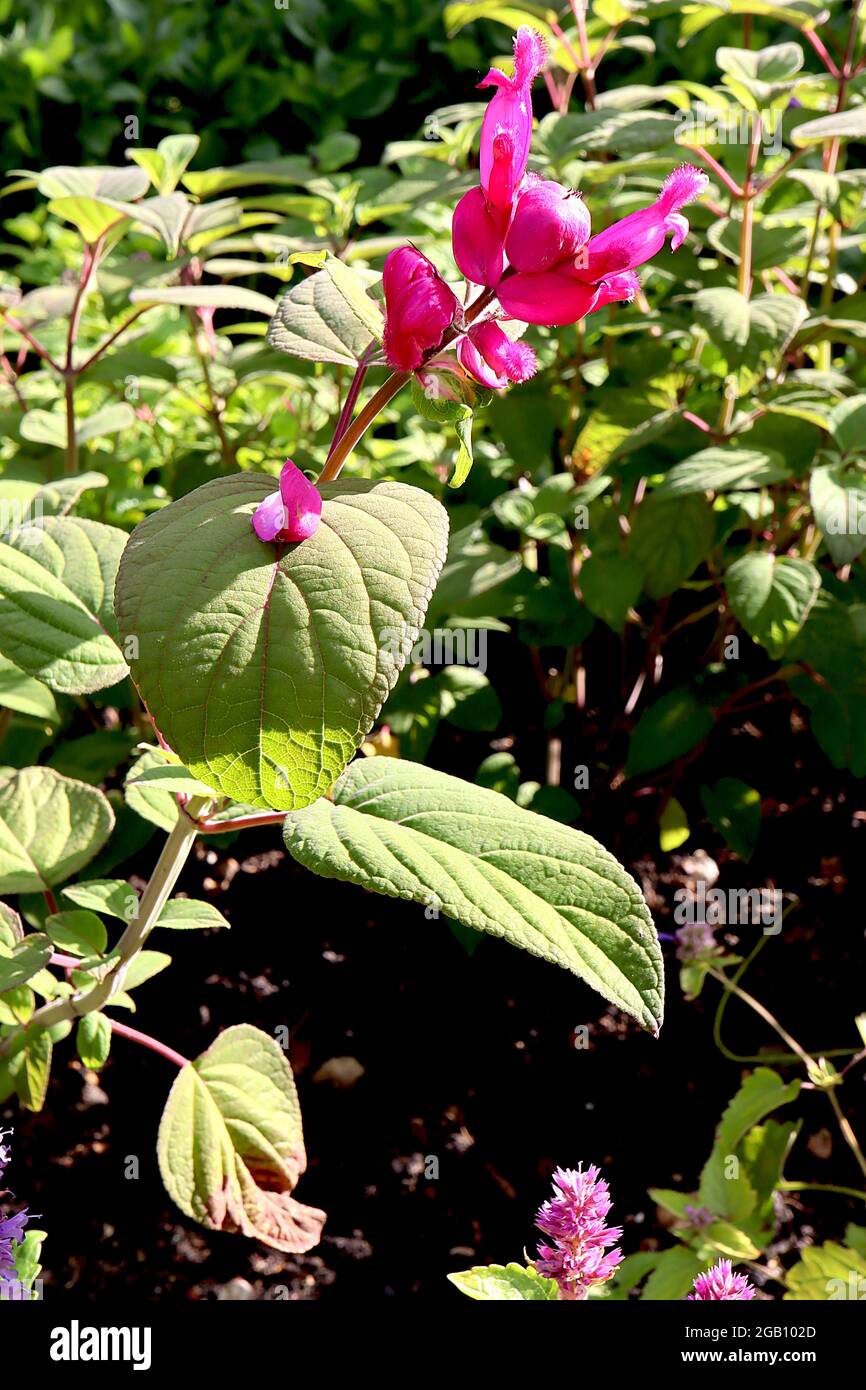 Salvia involucrata ‘Boutin’ Rosy-Blatt-Salbei – röhrenförmige, tiefviolette Blüten und salbeiartige Blätter, Juni, England, Großbritannien Stockfoto
