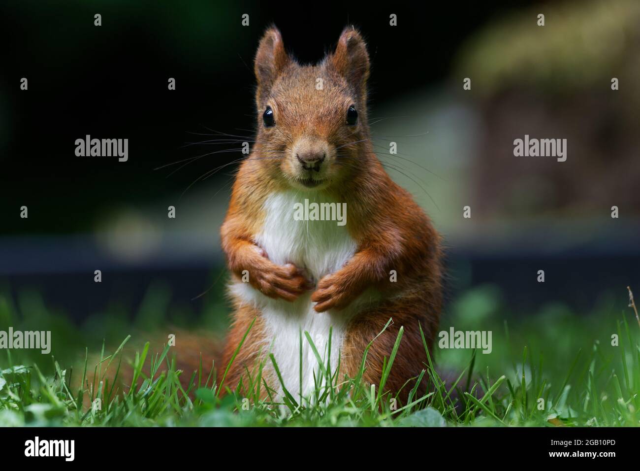 Porträt eines Eichhörnchens auf einer Wiese, das in die Kamera blickt Stockfoto