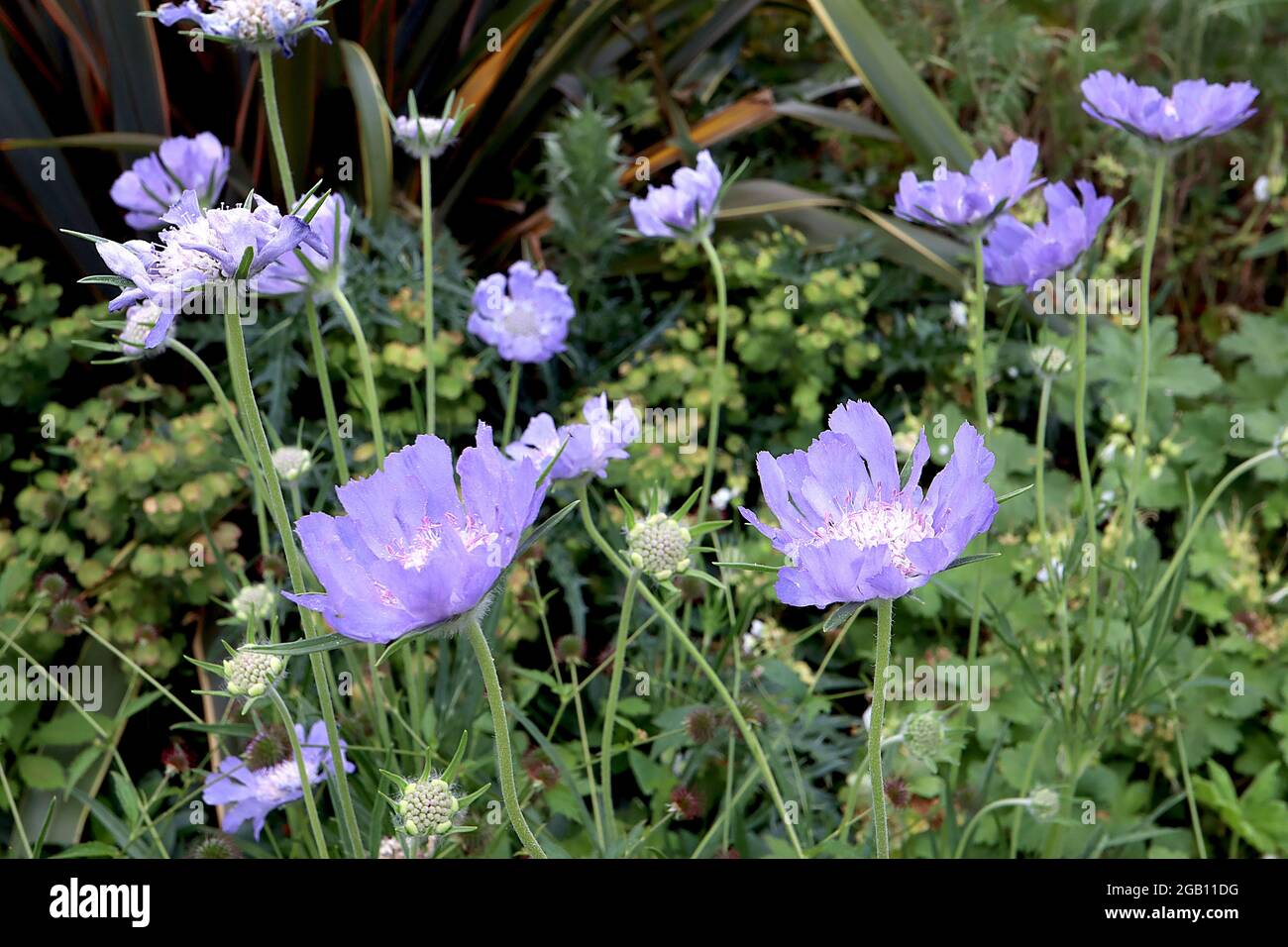 Scabiosa caucasica ‘Perfecta Blue’ Scabious Perfecta Blue - violett blaue Nadelkissen-Blüten an hohen Stielen, Juni, England, UK Stockfoto