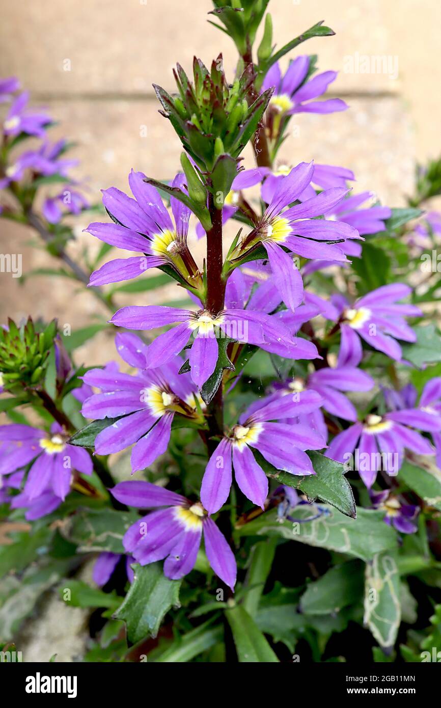 Scaevola ‘Purple Fanfare’ Fanblume Purple Fanfare – halbblättrige purpurrote Blüten und gelappte Blätter, Juni, England, Großbritannien Stockfoto