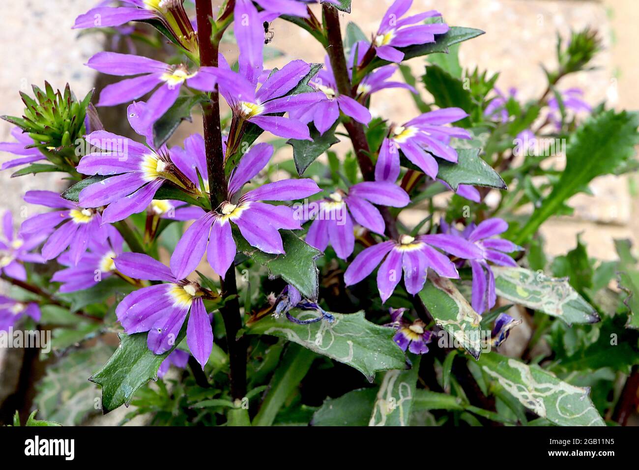 Scaevola ‘Purple Fanfare’ Fanblume Purple Fanfare – halbblättrige purpurrote Blüten und gelappte Blätter, Juni, England, Großbritannien Stockfoto