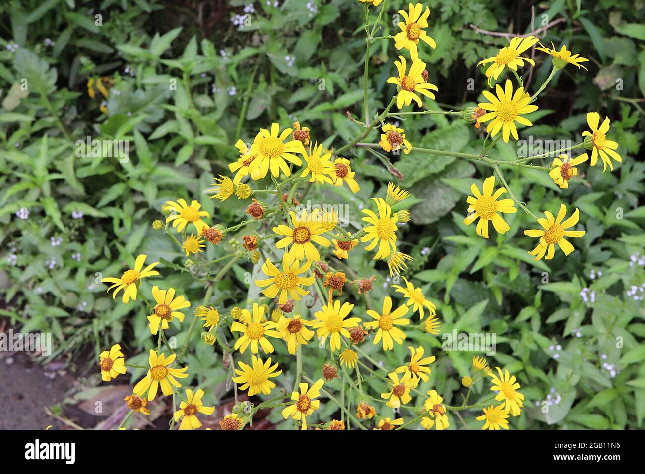 Senecio aurea / Packera aureus goldenes Ragwort – gelbe Gänseblümchen-Blüten an ausladenden Stielen, Juni, England, Großbritannien Stockfoto