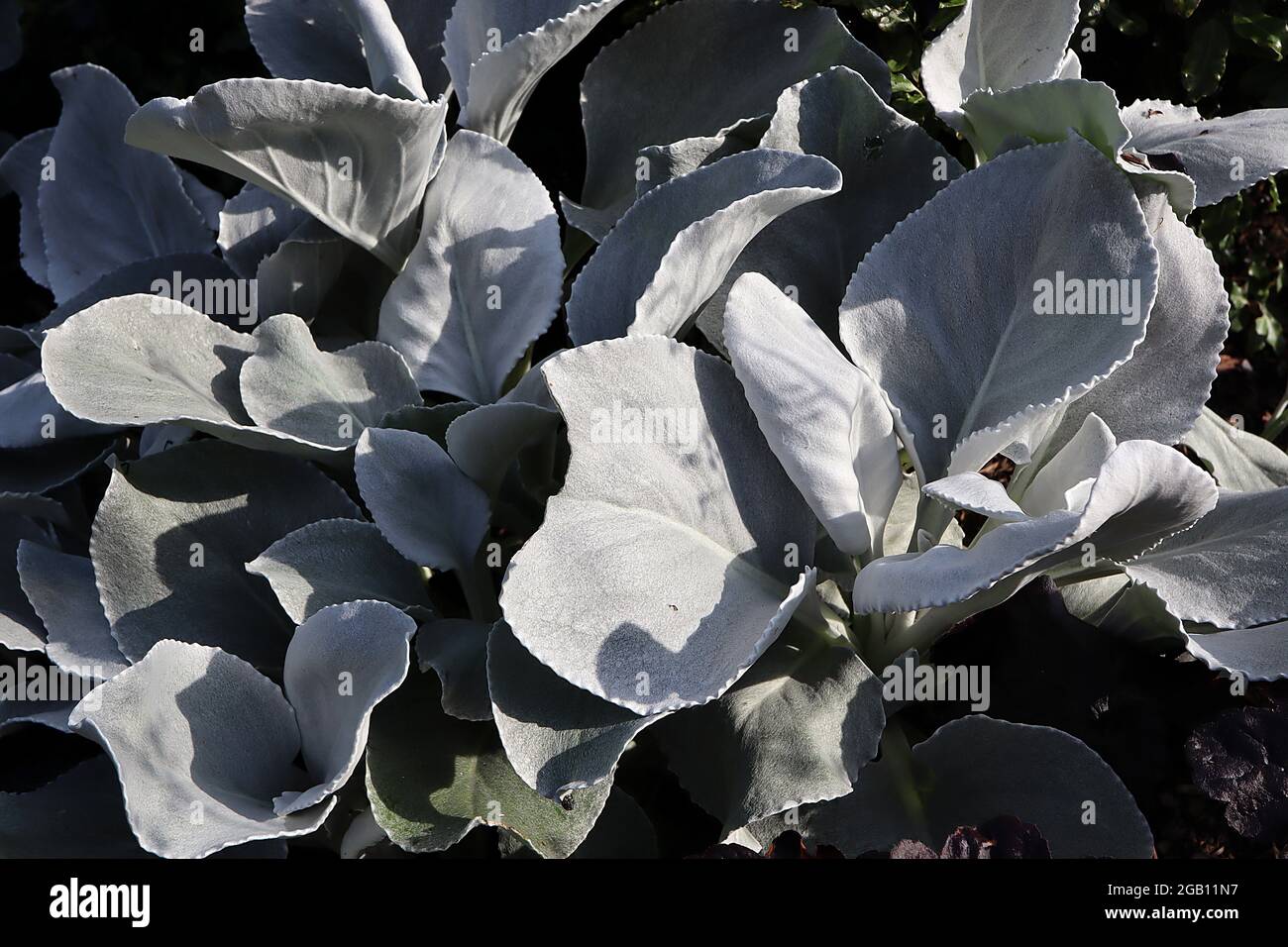 Senecio candidans ‘Angel Wings’ strahlend-weißes Ragwort – große, samtig-silbergraue Blätter aus ovierten Blättern, Juni, England, Großbritannien Stockfoto