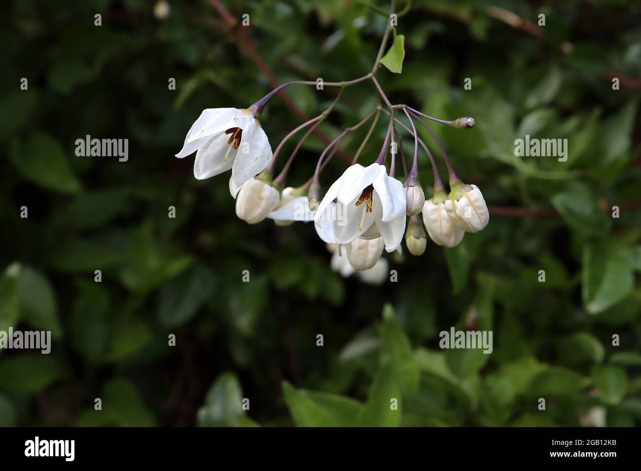 Solanum laxum Album weiße Kartoffelrebe - auftauchende weiße sternförmige Blüten in offenen Trauben, Juni, England, Großbritannien Stockfoto