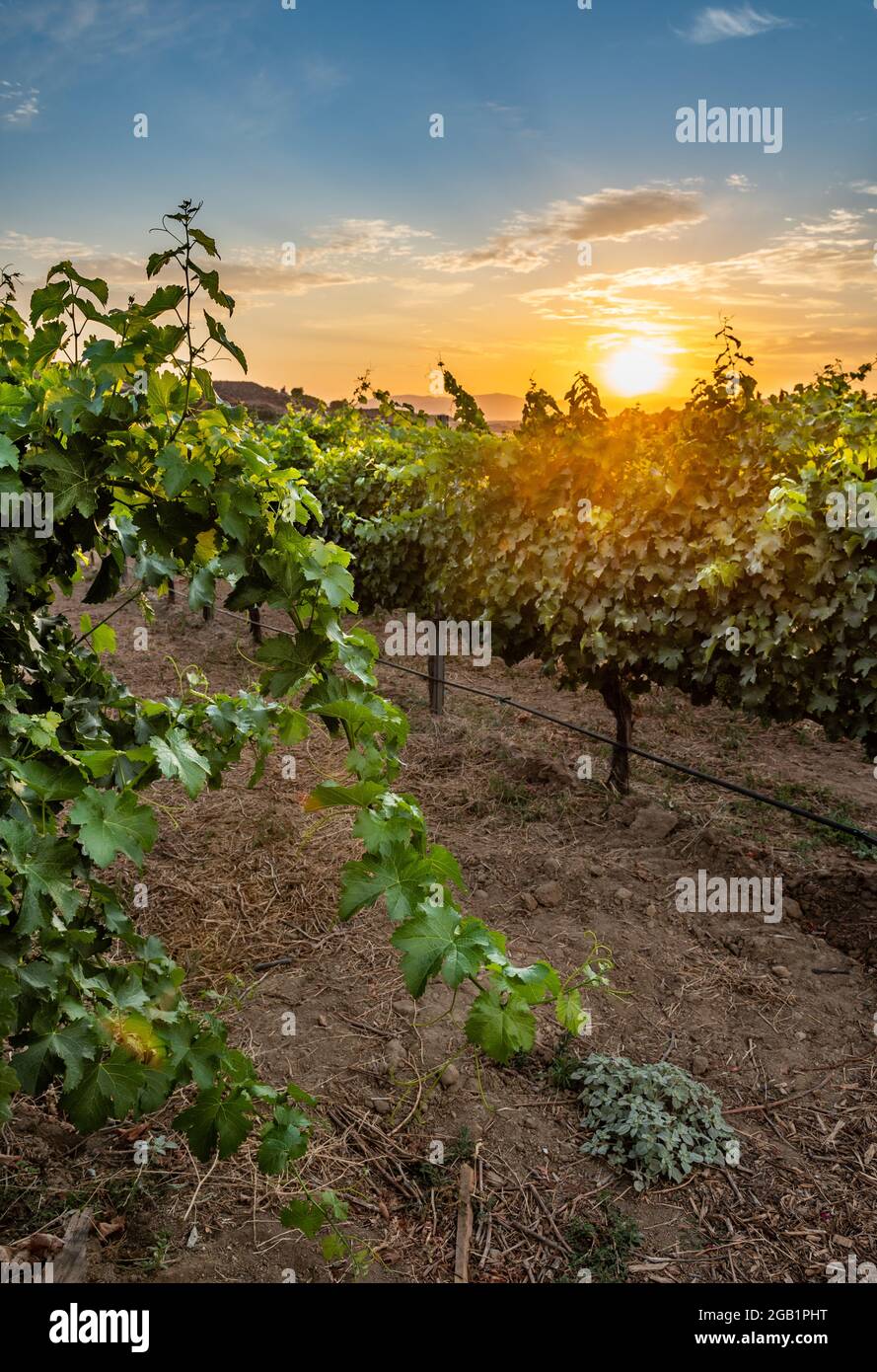 Schönes Weingut in Temecula, Kalifornien Stockfoto
