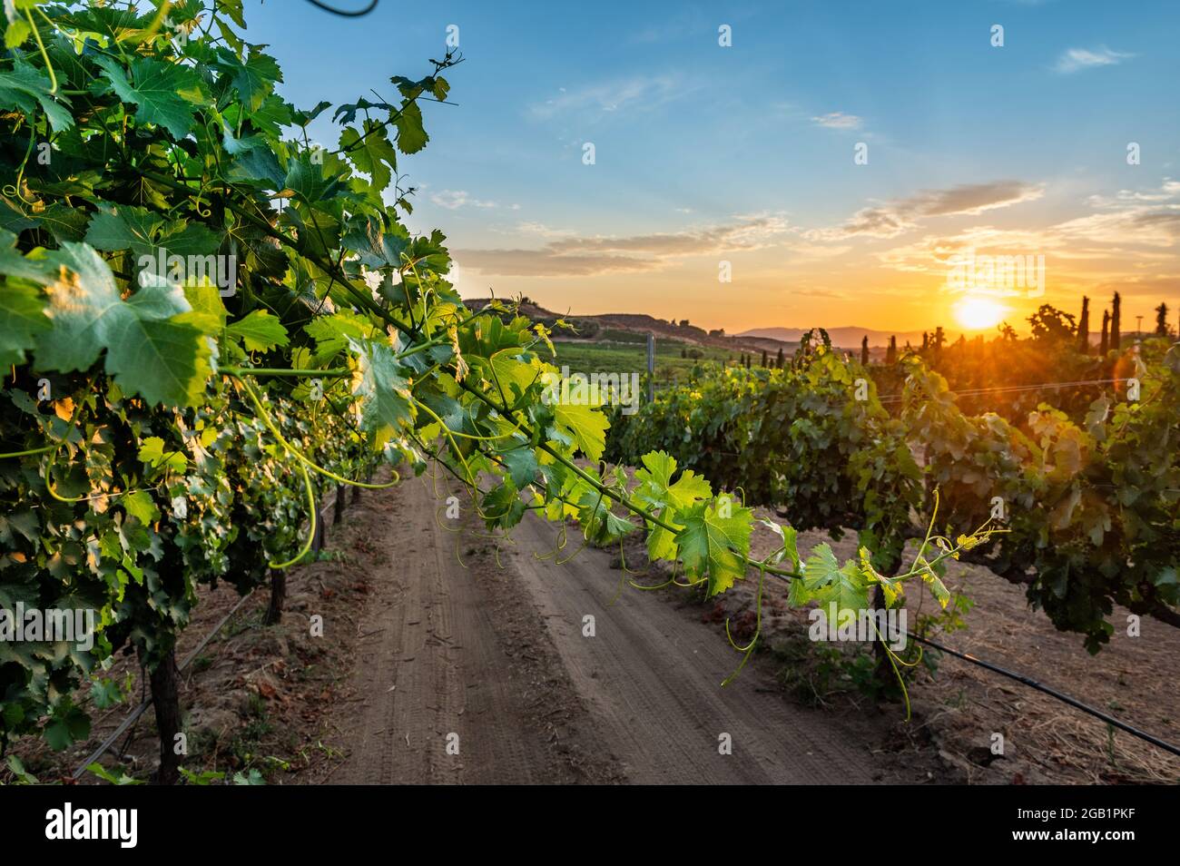 Schönes Weingut in Temecula, Kalifornien Stockfoto