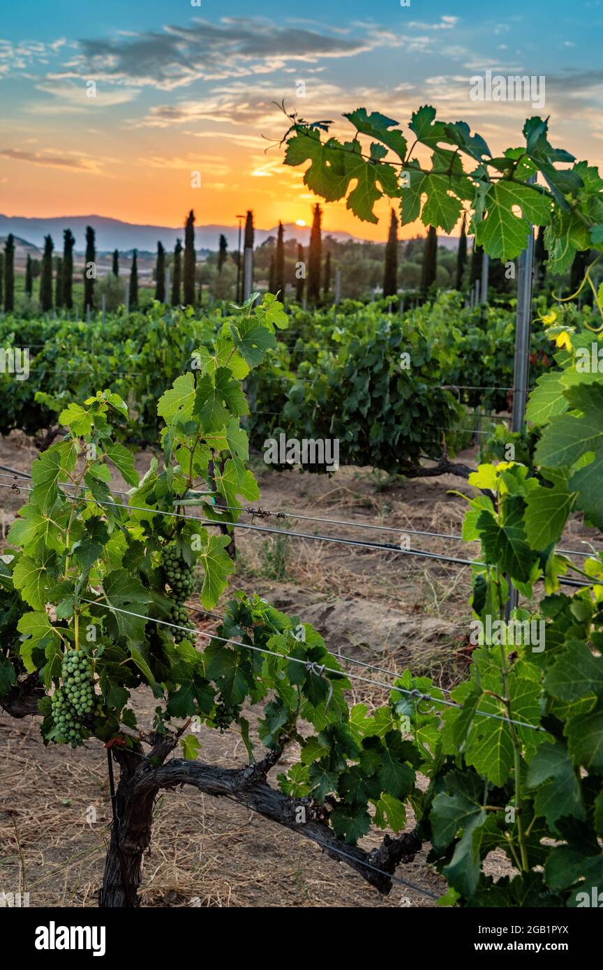 Schönes Weingut in Temecula, Kalifornien Stockfoto