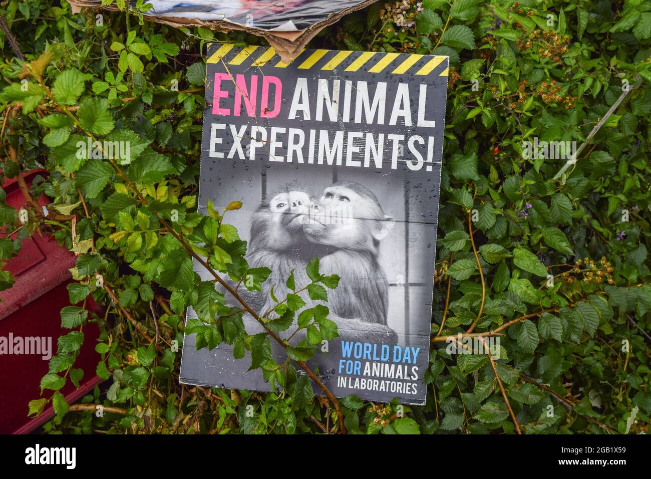 Huntingdon, Großbritannien. August 2021. Ein „Ende Der Tierversuche!“ Das Plakat ist während des MBR Acres-Protests in Huntingdon, Cambridgeshire, zu sehen. Tierschutzaktivisten versammelten sich vor dem Beagle-Brutplatz von MBR Acres, um die Freilassung von 2000 Beagles zu fordern, von denen die Demonstranten behaupten, dass sie für grausame Experimente aufgezogen werden. Dutzende von Aktivisten haben auch außerhalb des Geländes ein langfristiges Camping eingerichtet, um das Unternehmen unter Druck zu setzen, die Hunde freizulassen und die Anlagen zu schließen. Kredit: SOPA Images Limited/Alamy Live Nachrichten Stockfoto