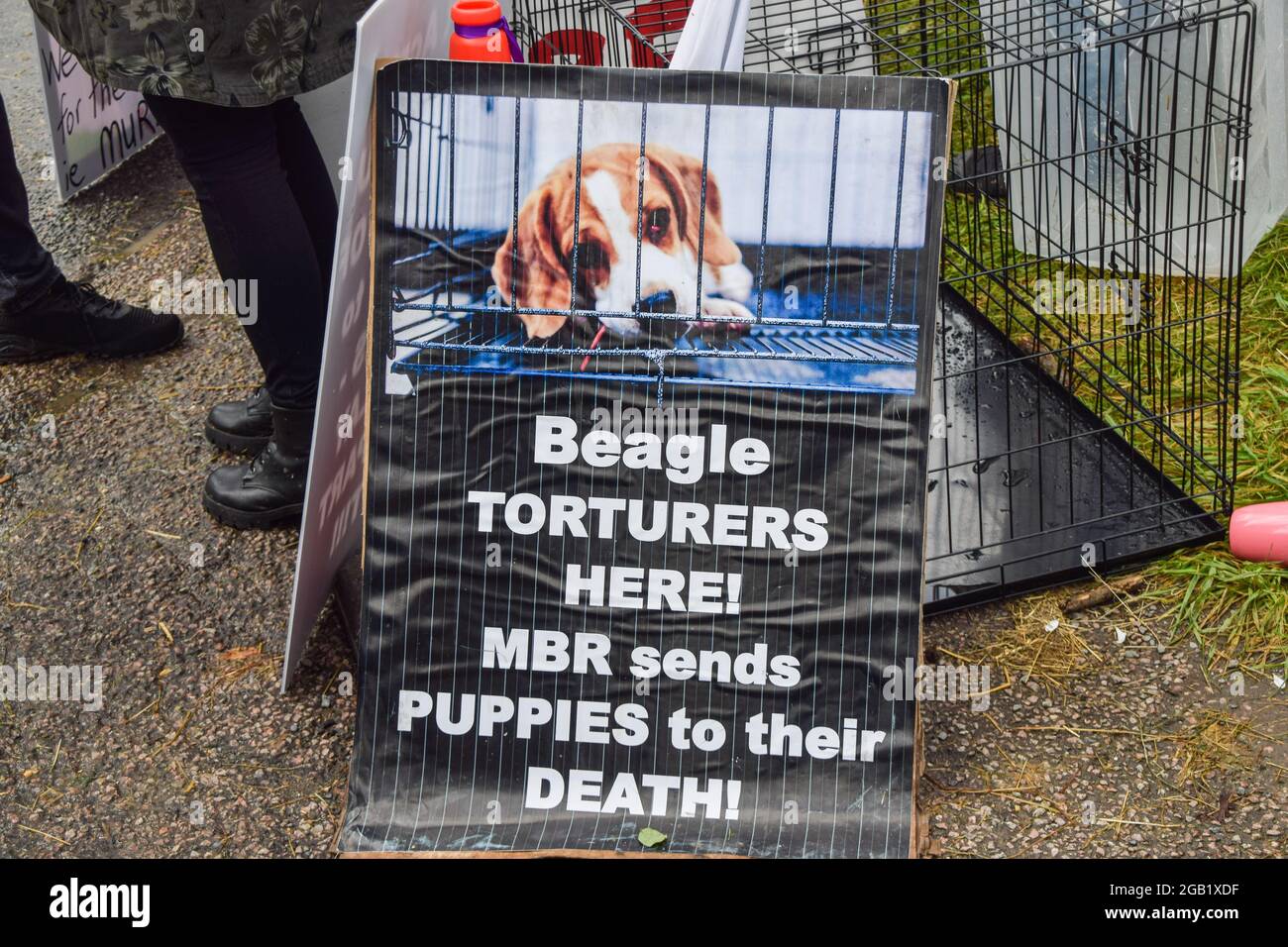 Huntingdon, Großbritannien. August 2021. Ein Anti-MBR-Acres-Plakat mit einem Foto eines im Käfig gesperrten Beagle-Welpen ist während des MBR-Acres-Protests in Huntingdon, Cambridgeshire, zu sehen. Tierschutzaktivisten versammelten sich vor dem Beagle-Brutplatz von MBR Acres, um die Freilassung von 2000 Beagles zu fordern, von denen die Demonstranten behaupten, dass sie für grausame Experimente aufgezogen werden. Dutzende von Aktivisten haben auch außerhalb des Geländes ein langfristiges Camping eingerichtet, um das Unternehmen unter Druck zu setzen, die Hunde freizulassen und die Anlagen zu schließen. (Foto: Vuk Valcic/SOPA Images/Sipa USA) Quelle: SIPA USA/Alamy Live News Stockfoto