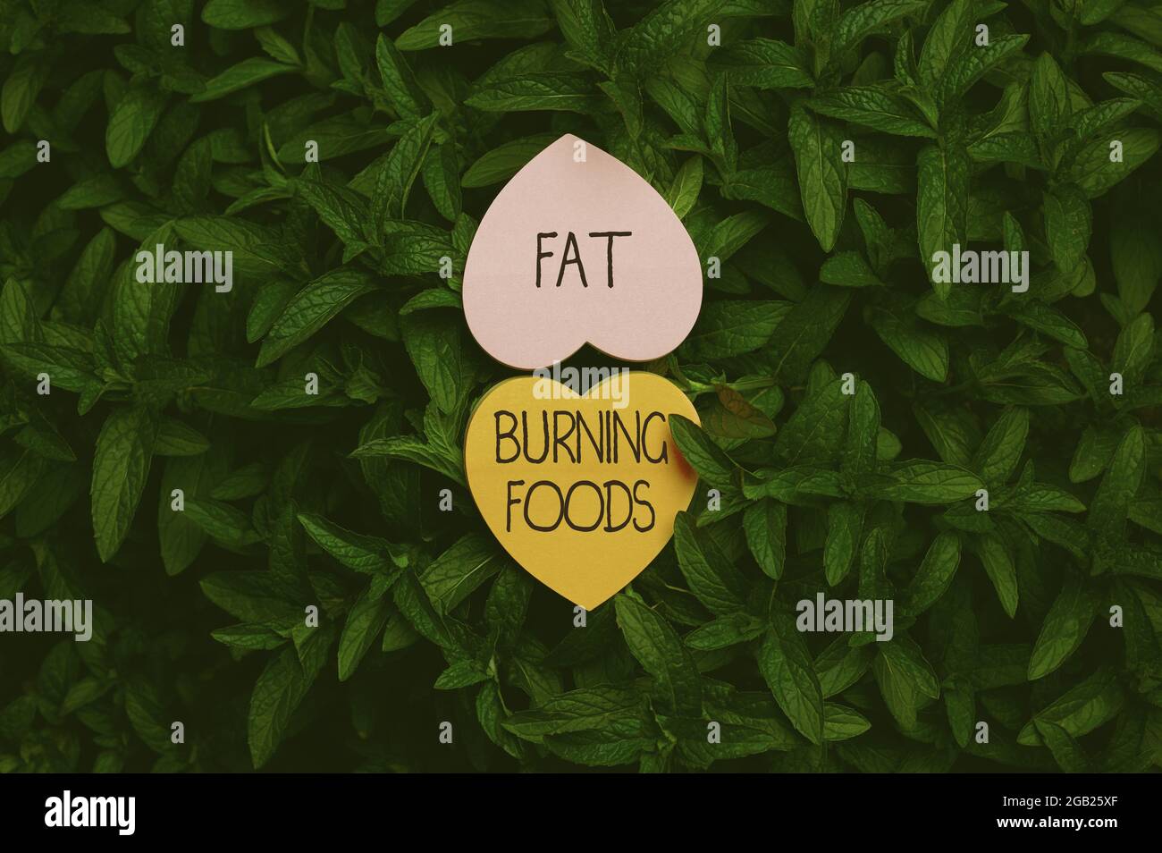 Schild mit fettverbrennenden Lebensmitteln. Geschäftsidee produzieren Fettabbau durch die Stimulierung des Stoffwechsels, um den Appetit zu reduzieren Heart Shaped Paper on Top of Outdoor Stockfoto