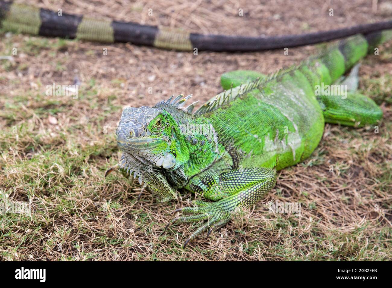 Wilder Leguan wie er im Parque seminario, auch bekannt als Parque de las Iguanas (Iguana Park) in Quito, Ecuador, gesehen wird. Stockfoto