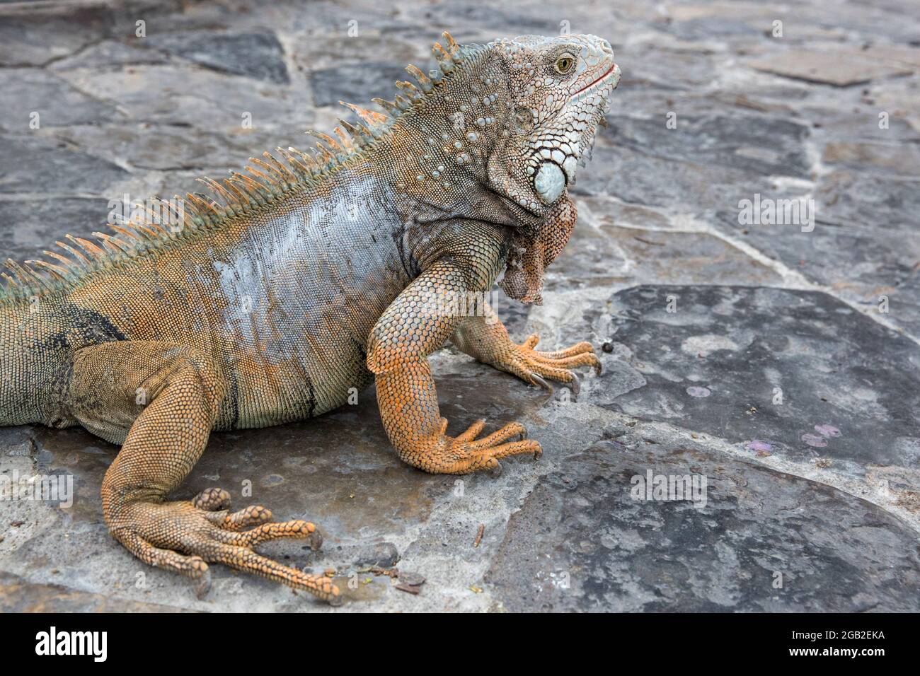 Wilder Leguan wie er im Parque seminario, auch bekannt als Parque de las Iguanas (Iguana Park) in Quito, Ecuador, gesehen wird. Stockfoto