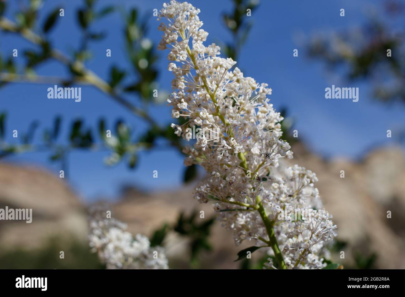 Weiße Axillarpikelbläschen-Blütenstände von Greenbark Buckbrush, Ceanothus spinosus, Rhamnaceae, heimisch in den Santa Monica Mountains, Springtime. Stockfoto