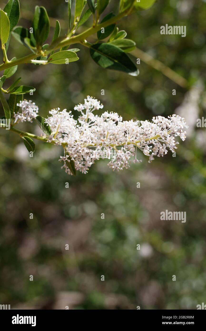 Weiße Axillarpikelbläschen-Blütenstände von Greenbark Buckbrush, Ceanothus spinosus, Rhamnaceae, heimisch in den Santa Monica Mountains, Springtime. Stockfoto