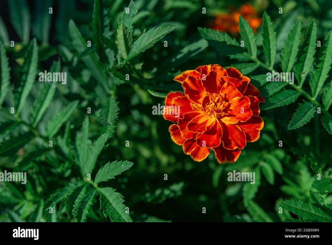 Ringelblume oder Tagetes erecta blühen im Garten. Kopf der orangefarbenen Ringelblume, Nahaufnahme. Mexikanische oder aztekische oder afrikanische Ringelblume. Stockfoto