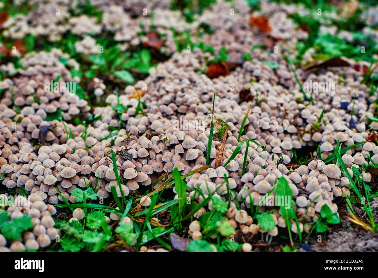 Gruppe von kleinen Pilzen, die auf grünem Gras wachsen, weicher Fokus. Natur Hintergrund. Nahaufnahme des Pilzes Stockfoto