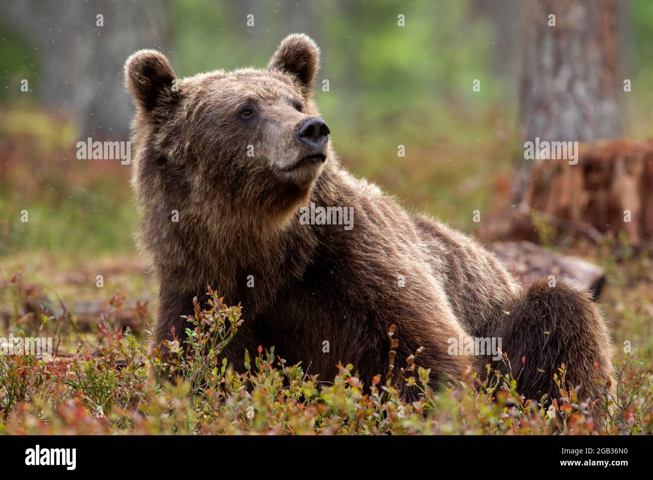 Großes eurasisches Allesfresser-Säugetier, der Braunbär (Ursus arctos), der auf dem Boden im finnischen borealen Wald liegt Stockfoto