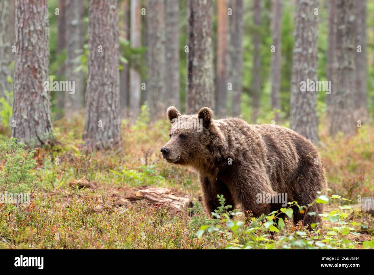 Großes wildes Landsäugetier, Braunbär, Ursus arctos im Nadelwald in Finnland, Nordeuropa Stockfoto