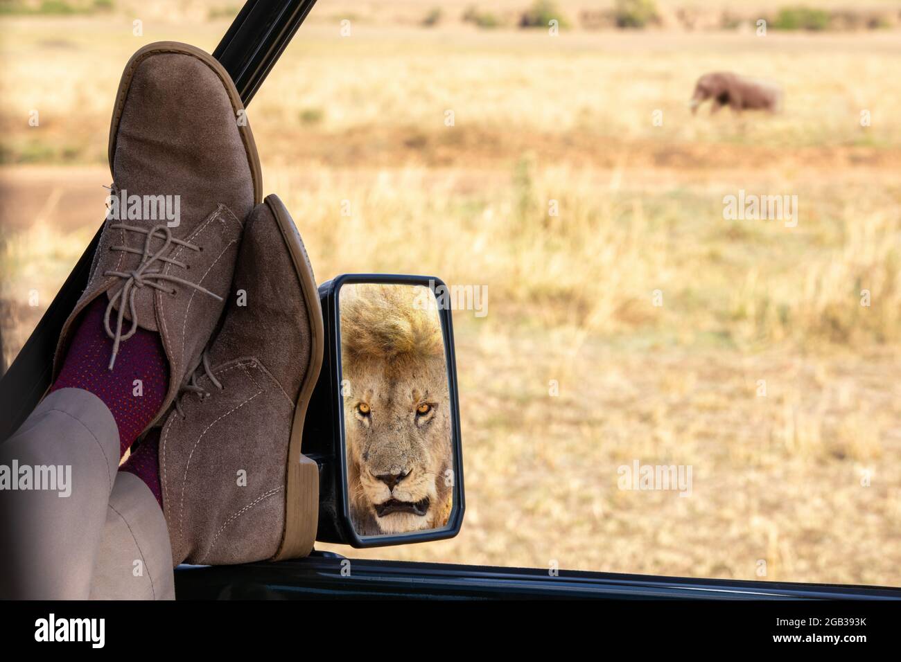 Der Mensch entspannt sich und beobachtet einen Elefanten im langen Gras der Masai Mara, Kenia. Er ist sich des männlichen Löwen nicht bewusst, der im Fahrzeug mirro zu sehen ist Stockfoto