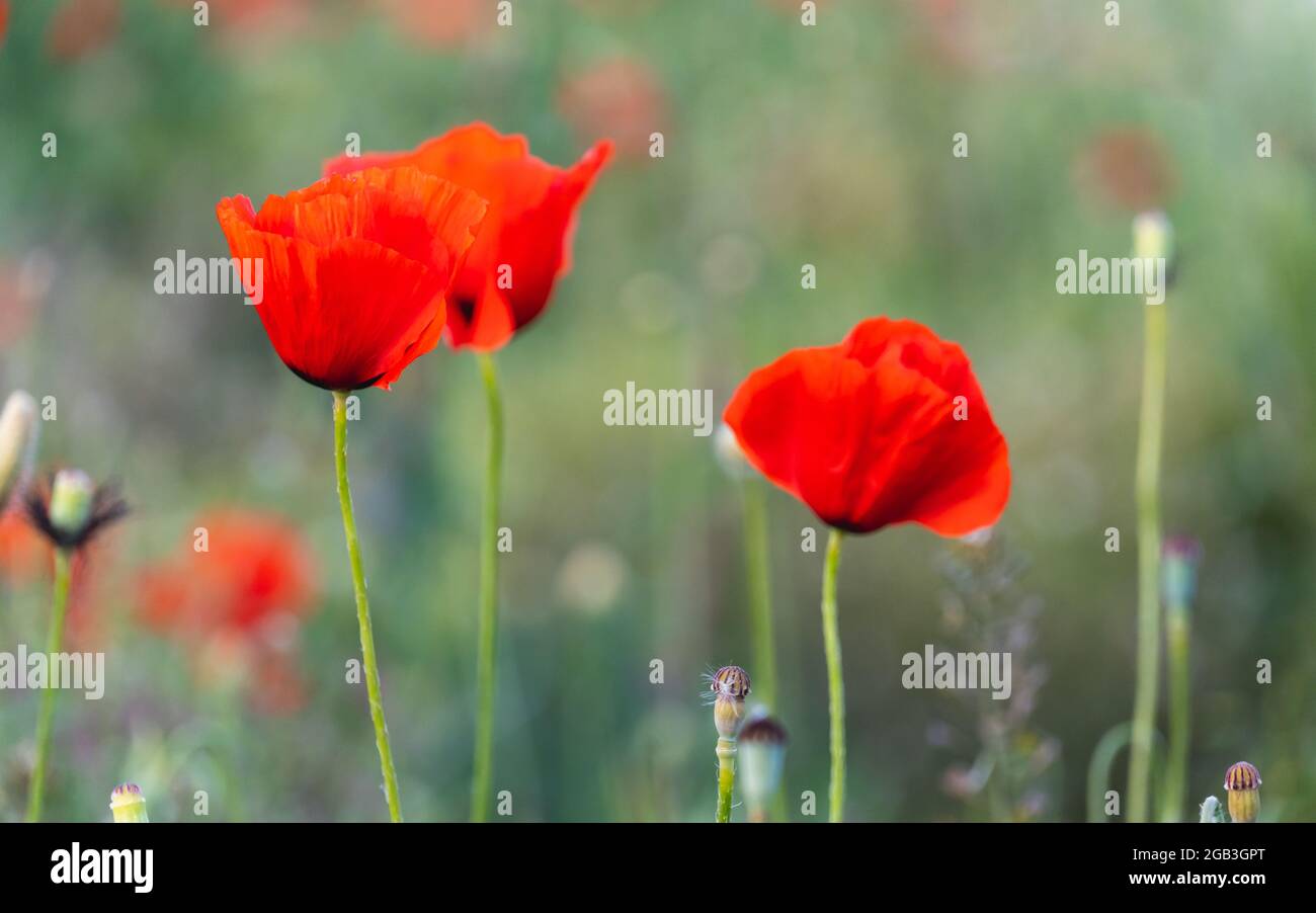 Nahaufnahme der Mohnblume auf dem Feld bei Sonnenuntergang. Stockfoto