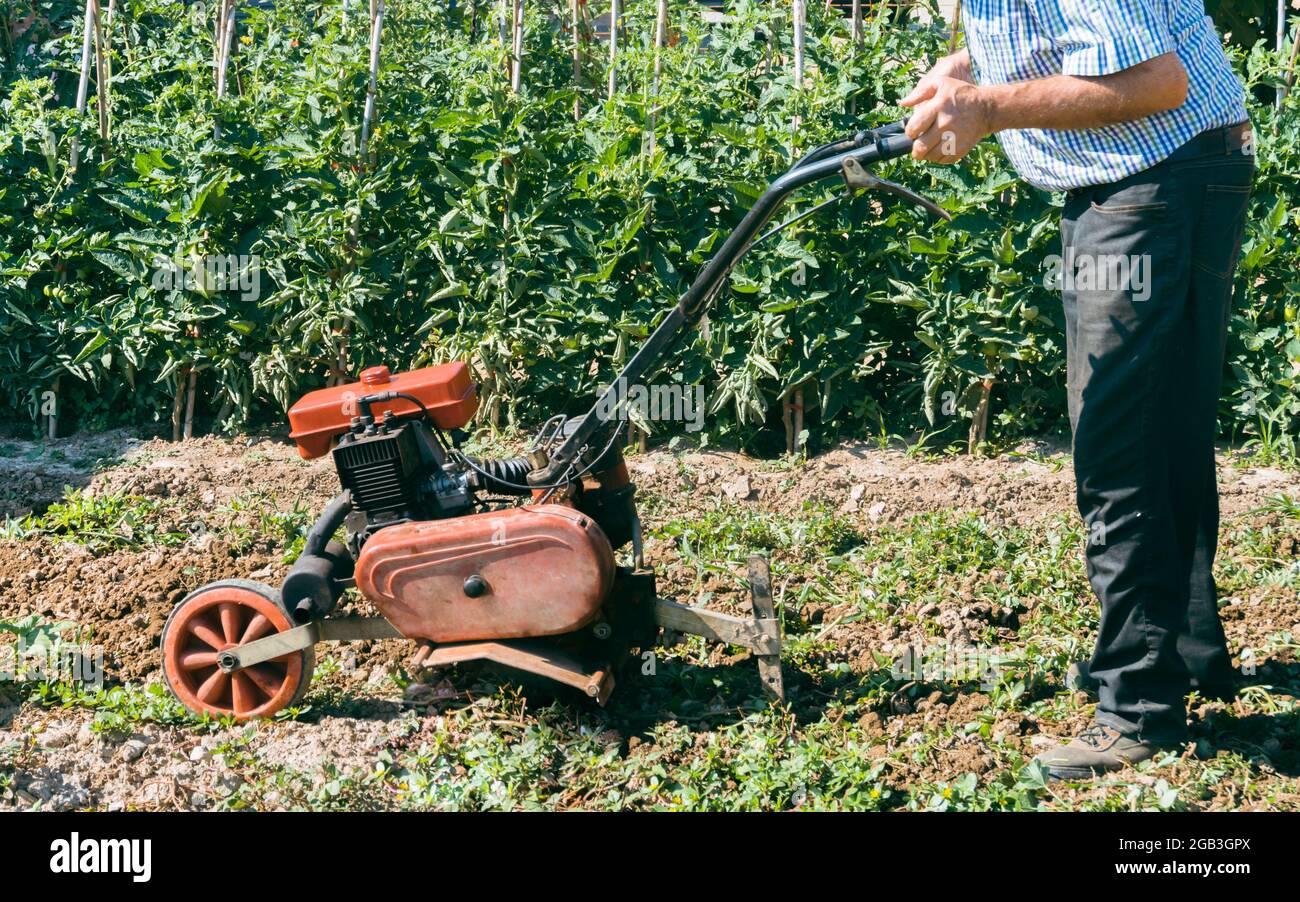 Älterer Mann, der die Gartenerde für die Gemüseanpflanzung anbaut. Stockfoto