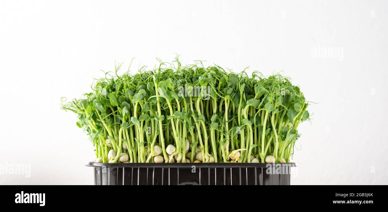 Gekeimt Erbsensprossen in einer Plastikbox auf weißem Hintergrund, Bio gesunde Microgreens Stockfoto