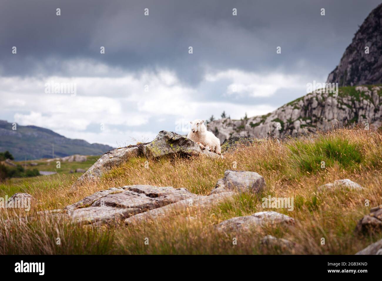 Schafe auf Felsen am Fuße der Berge in der Nähe von Tryfan und Llyn Ogwen, Nordwales Stockfoto
