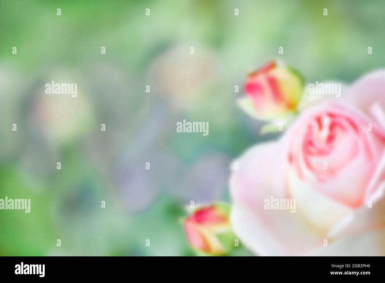 Hintergrund rosa Rose mit Knospen auf einem Hintergrund von grünen Blättern, kein Fokus, Kopierraum, Nahaufnahme Stockfoto