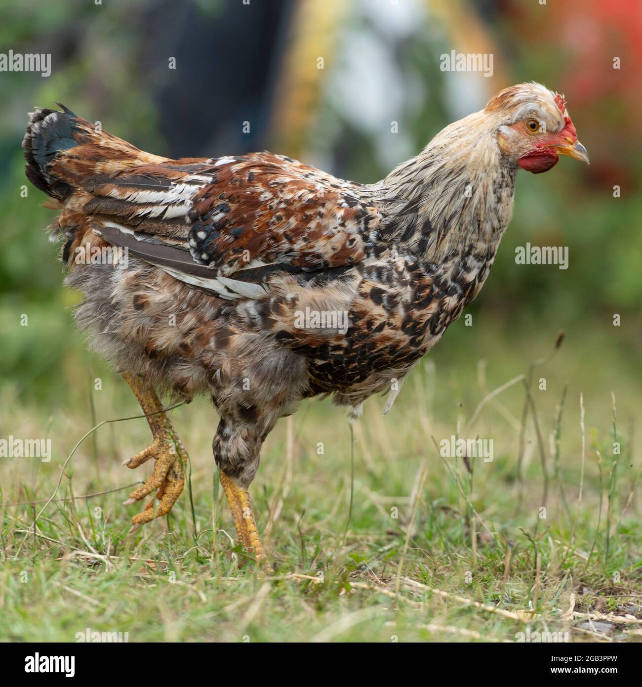 schwedisches Blumenhuhn Stockfoto