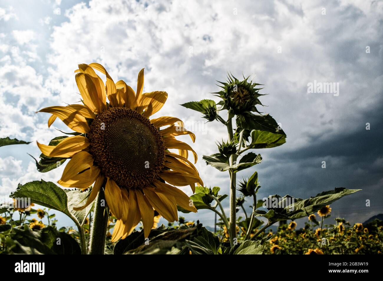 Feld mit Sonnenblumen gepflanzt. Stockfoto