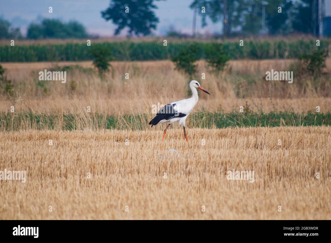 Der Storch sucht Nahrung in einem frisch geernteten Feld Stockfoto