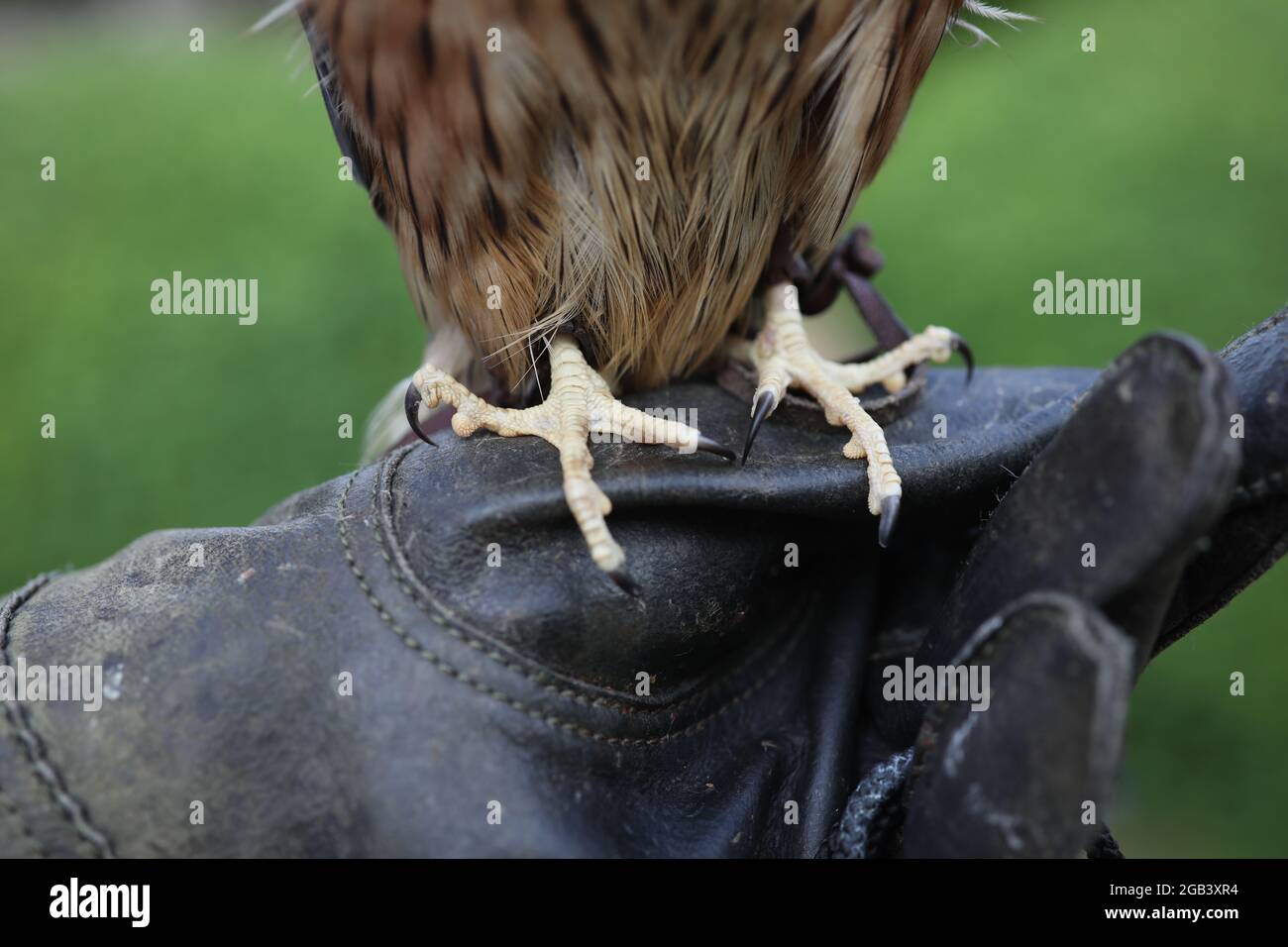 Ein schöner Merlin Bird, (eine kleine Falkenart aus der nördlichen Hefecke), aufgenommen in East Sussex, Großbritannien. Stockfoto