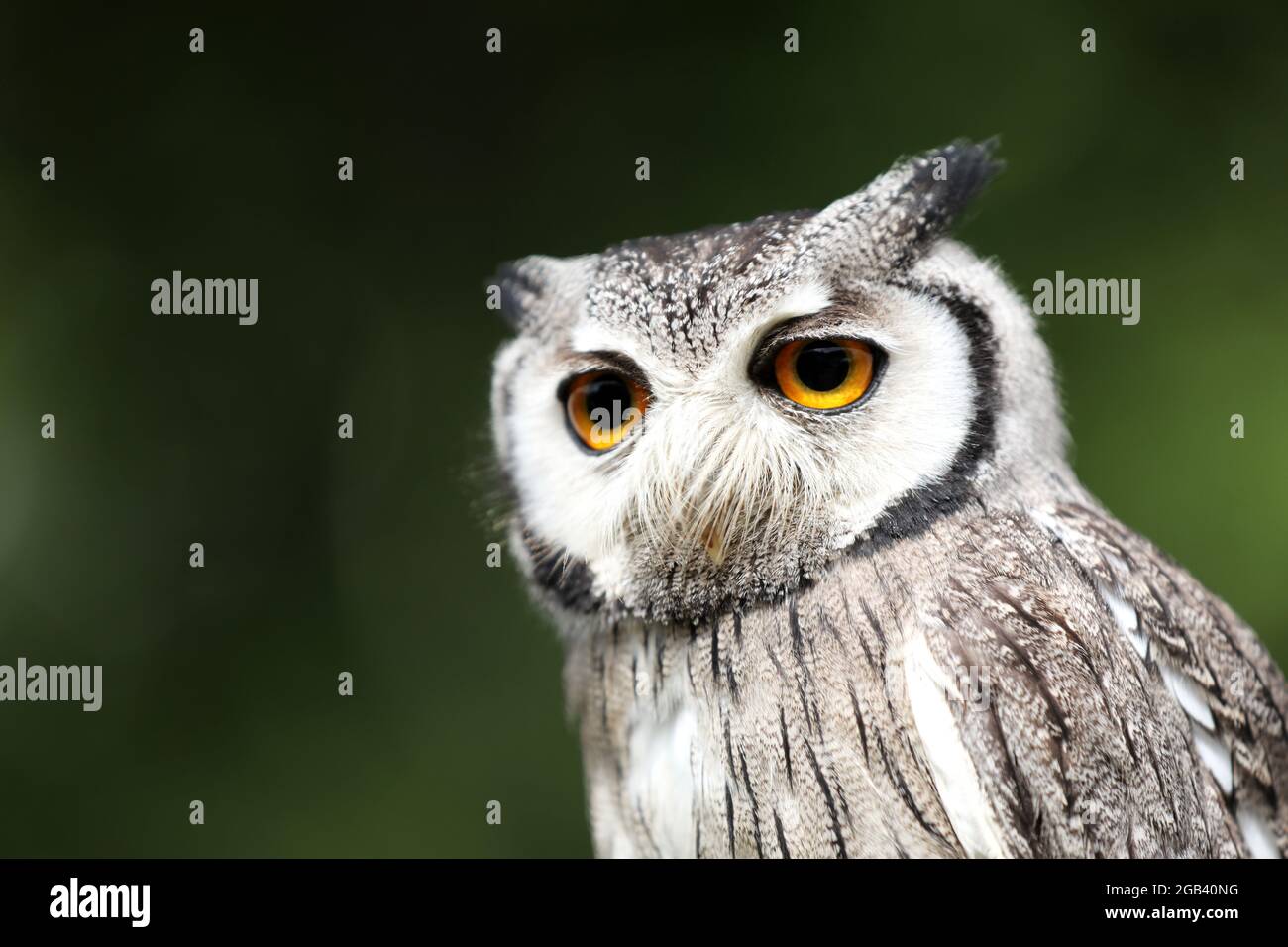 Eine Auswahl von Eulen aus Lewes, East Sussex, Großbritannien. Stockfoto