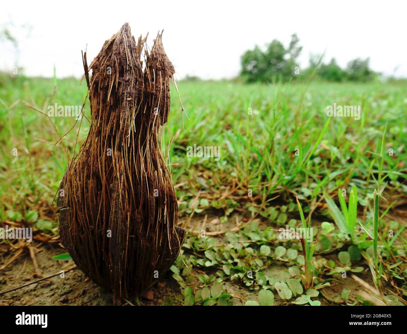 Kokosnuss-Peal Nahaufnahme Bild auf Gras Feld, Naturverschmutzung durch Früchte Reliquien. Stockfoto