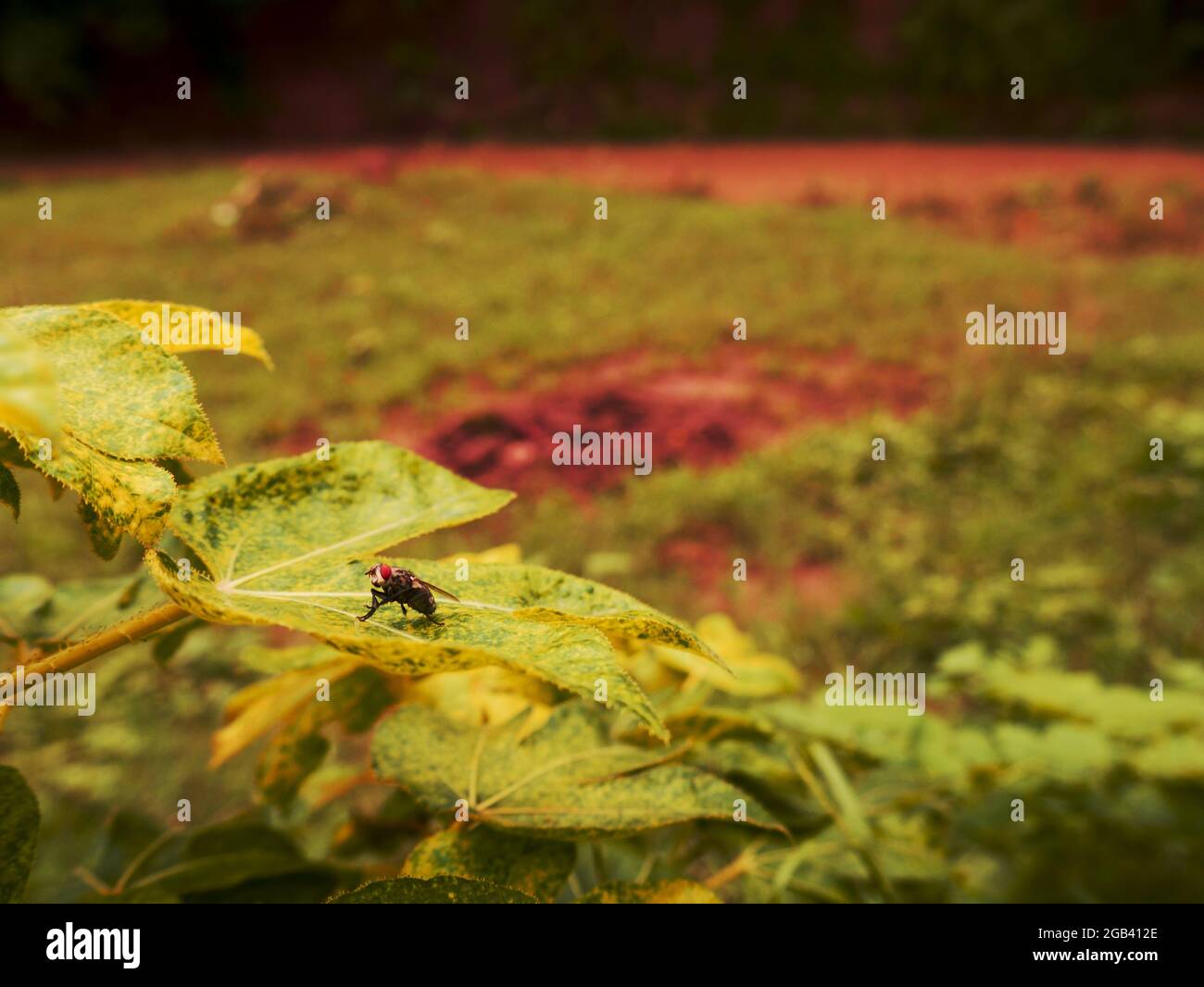 Fliegeninsekt verfügbar auf grünen Blättern, Natur Wildtiere Kreatur Hintergrund mit Textraum. Stockfoto