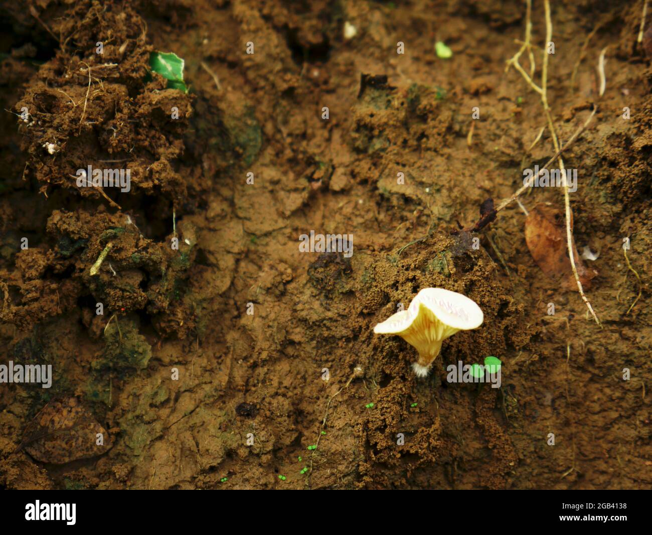 Pilz wächst auf dem Boden Feld, Natur Gemüse kommerziellen Hintergrund mit Land Text Raum. Stockfoto