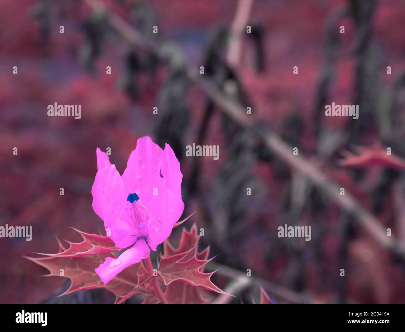 Dorn Blume rosa Farbe präsentiert auf Seitenrahmen Ansicht, Natur Gemüse kommerziellen Hintergrund mit Text Raum. Stockfoto