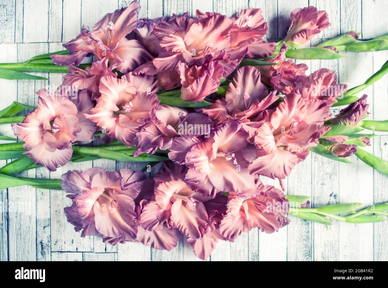 Gladiolus Puderfarbe aschrosa auf einem grauen texturierten Holzhintergrund. Natürliches Foto. Stockfoto