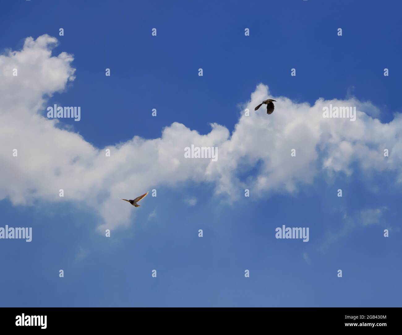 Schöner Blauer Himmel Und Weiße Wolken. Zwei Vögel Fliegen Am Himmel. Selektiver Fokus Stockfoto Schöner Blauer Himmel Und Weiße Wolken. Zwei Vögel Fliegen Am Himmel. Selektiver Fokus Stockfoto