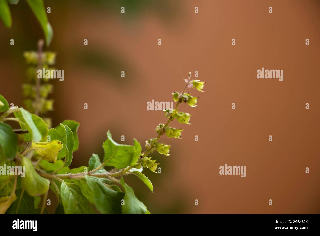 Schöne Nahaufnahme Der Heiligen Basilikumblume Oder Ocimum Tenuiflorum Blume. Selektiver Fokus Stockfoto