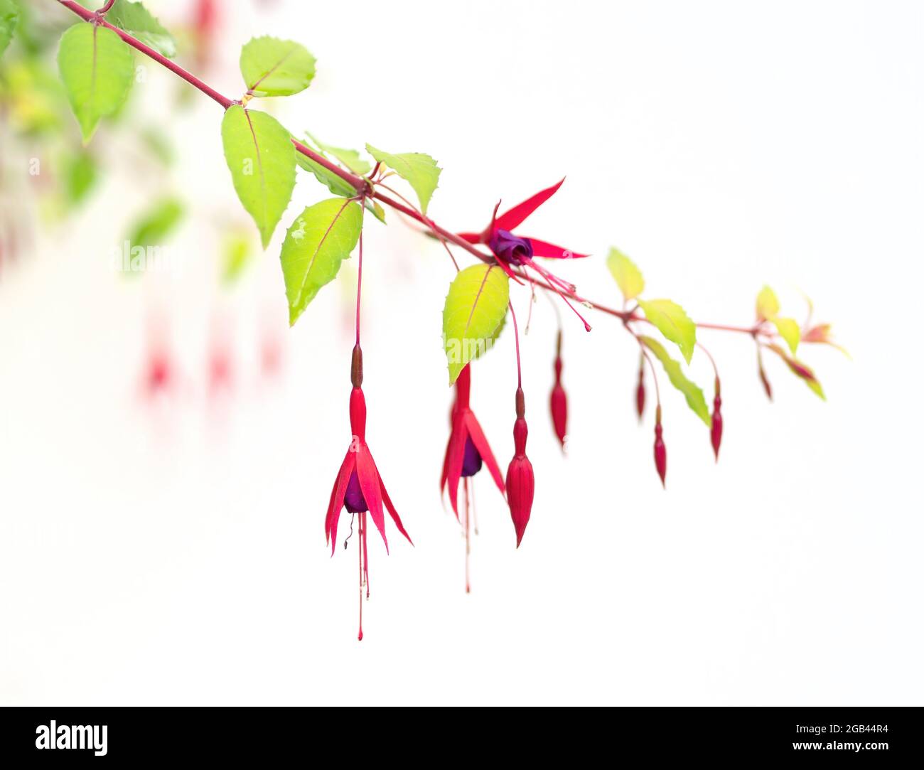 Fuchsia magellanica Blumendetail auf weiß mit enger Schärfentiefe. Stockfoto