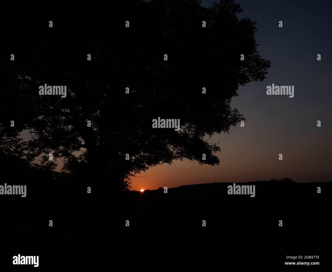 Die Nacht fällt über das ländliche Devon-Landkap mit großem Baum. Stockfoto