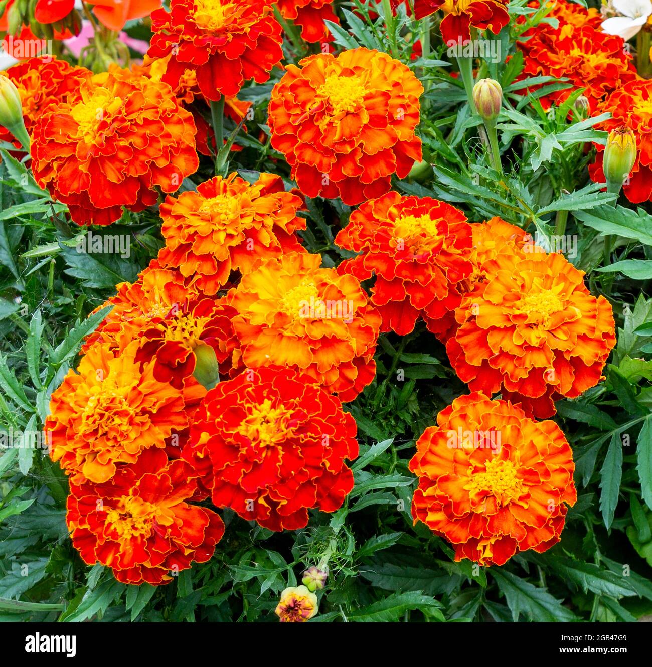 Indian Carnation Marigold Sommerbettpflanze in voller Blüte Stockfoto