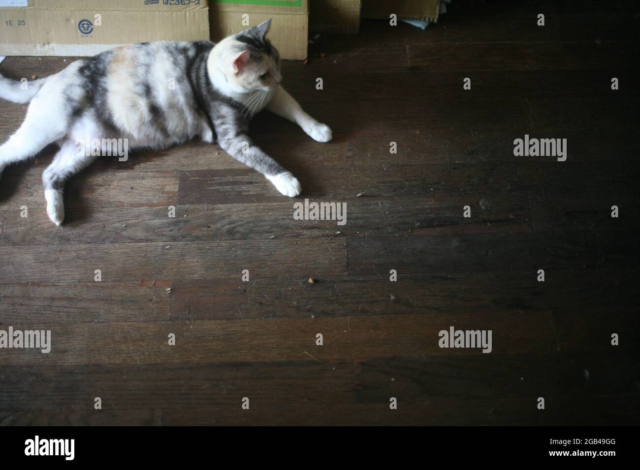 Tricolor Katze liegt auf dem Holzboden Stockfoto