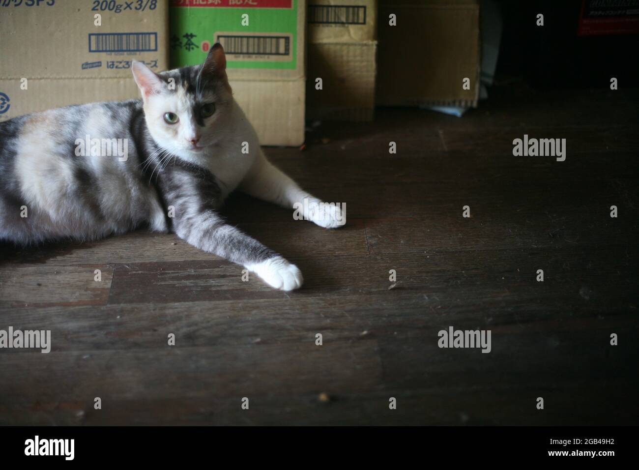Tricolor Katze liegt auf dem Holzboden Stockfoto