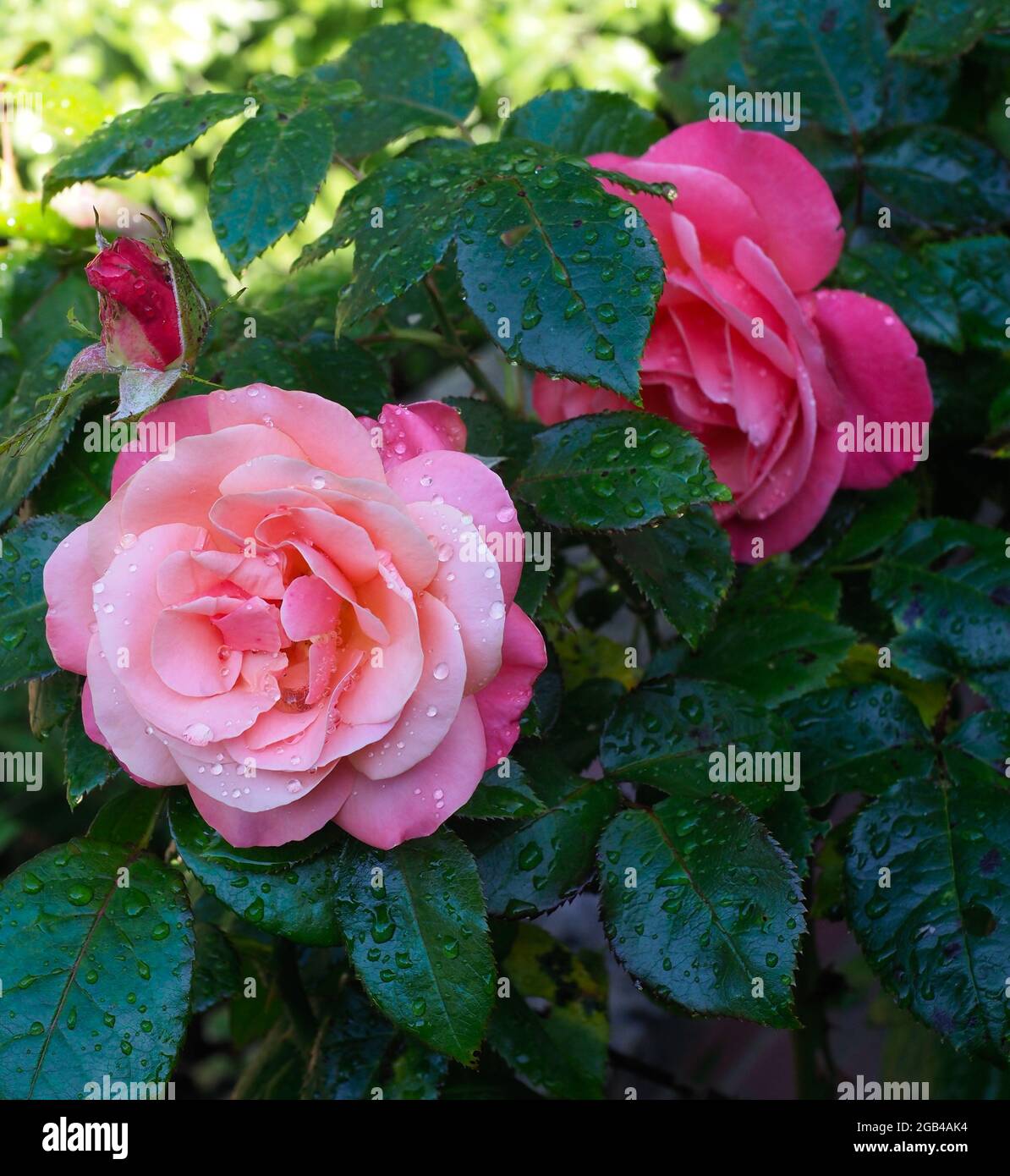 Einige hübsche rosa Rosen mit Regentropfen auf Stockfoto