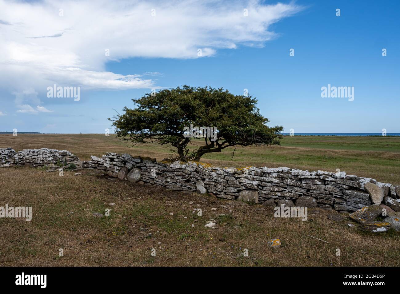 Ein Baum in einer Moorlandschaft. Bild von der Ostseeinsel Oland Stockfoto