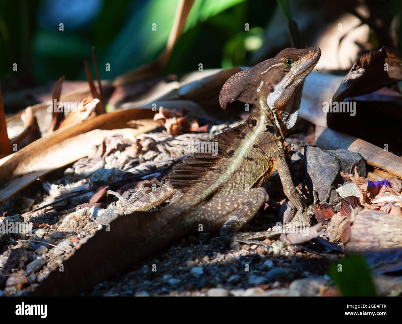 Gemeiner Basilisk im Regenwald Costa Ricas Stockfoto