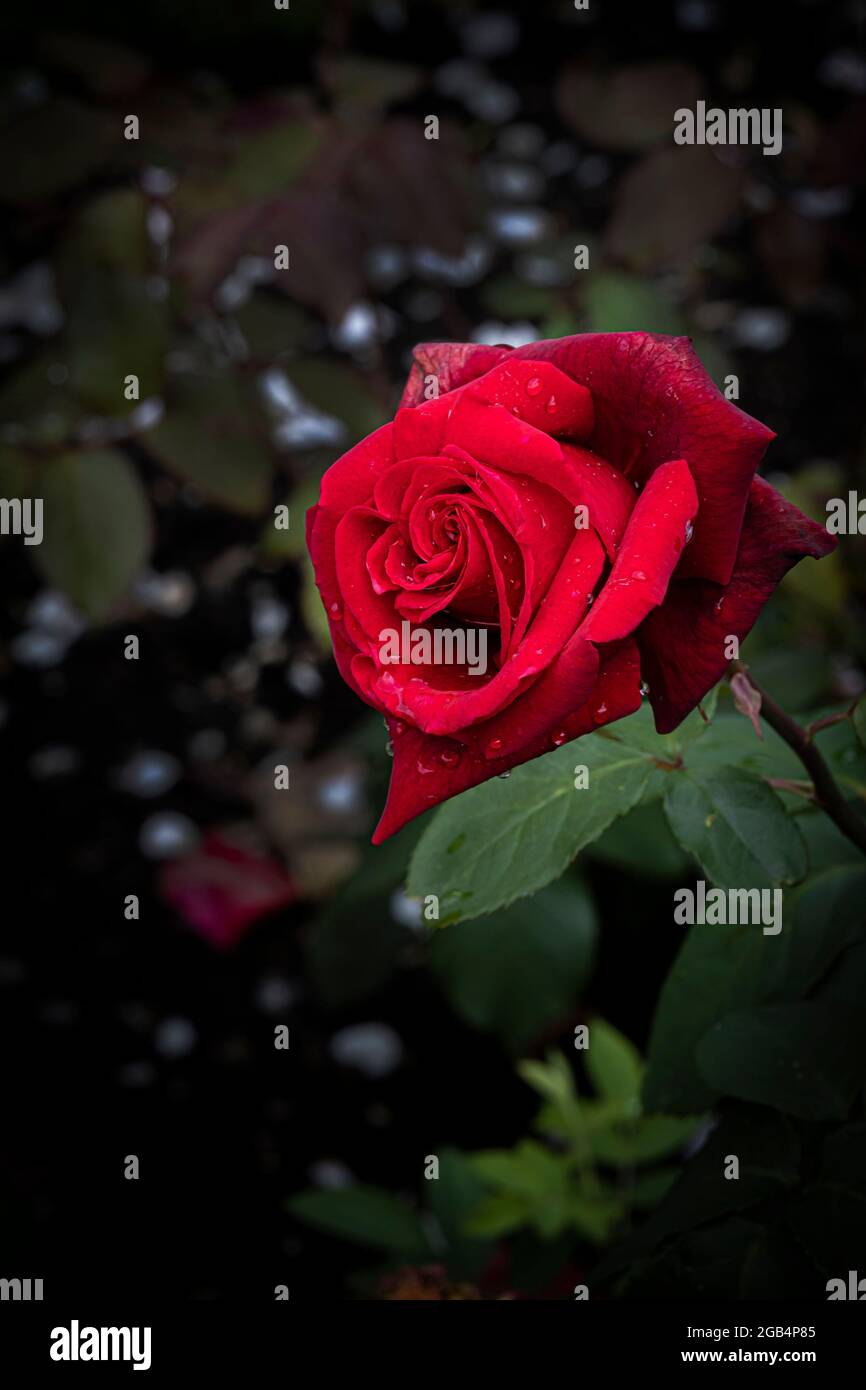 Rosa Claret Rose wächst in einem Garten. Stockfoto