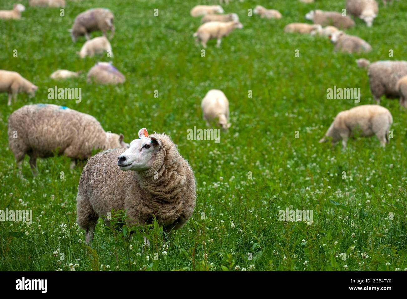 Schafe sind vierbeinigen, Säugetiere und Ostern Symbole. Stockfoto